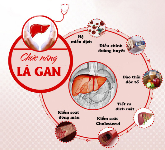 Chức năng sinh lý của gan