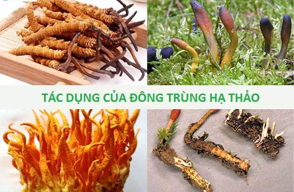 Công dụng và cách sử dụng đông trùng hạ thảo